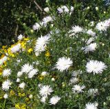 genus Symphyotrichum