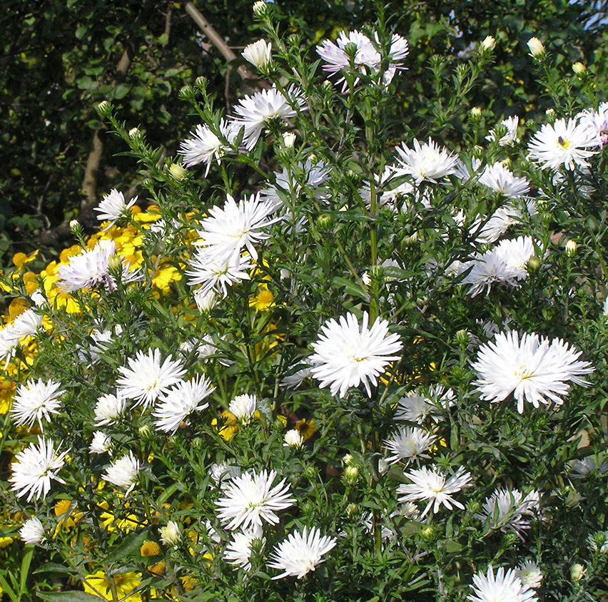 Image of genus Symphyotrichum specimen.