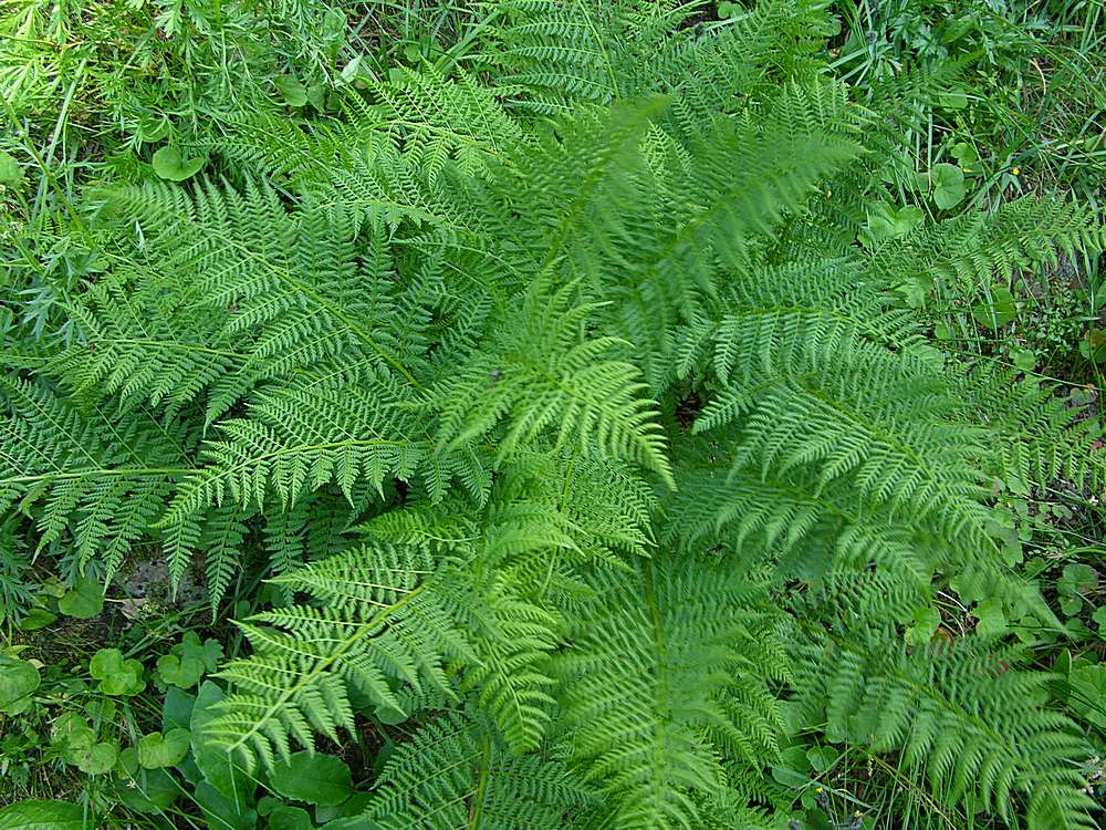 Изображение особи Athyrium americanum.