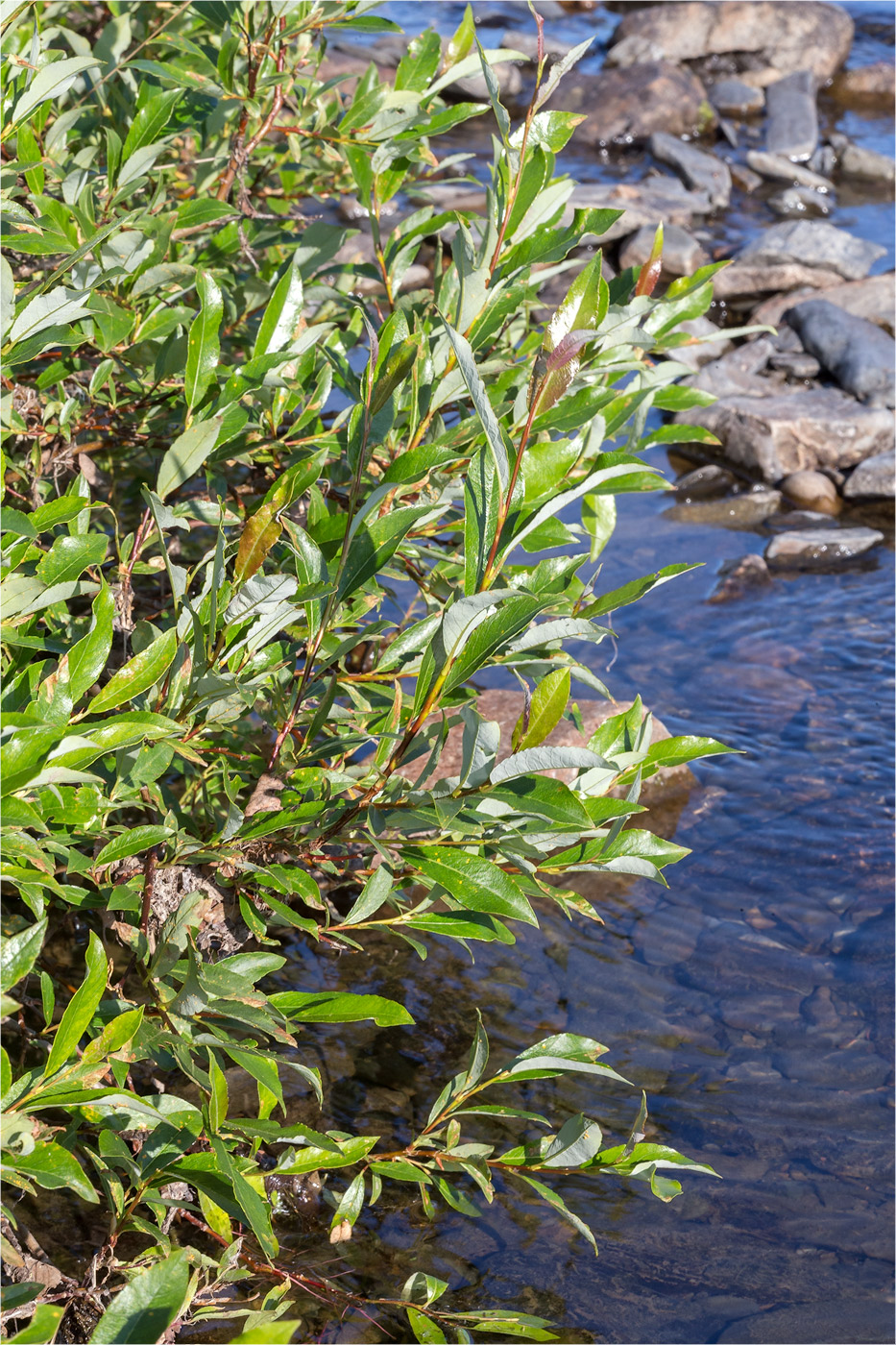 Image of Salix phylicifolia specimen.