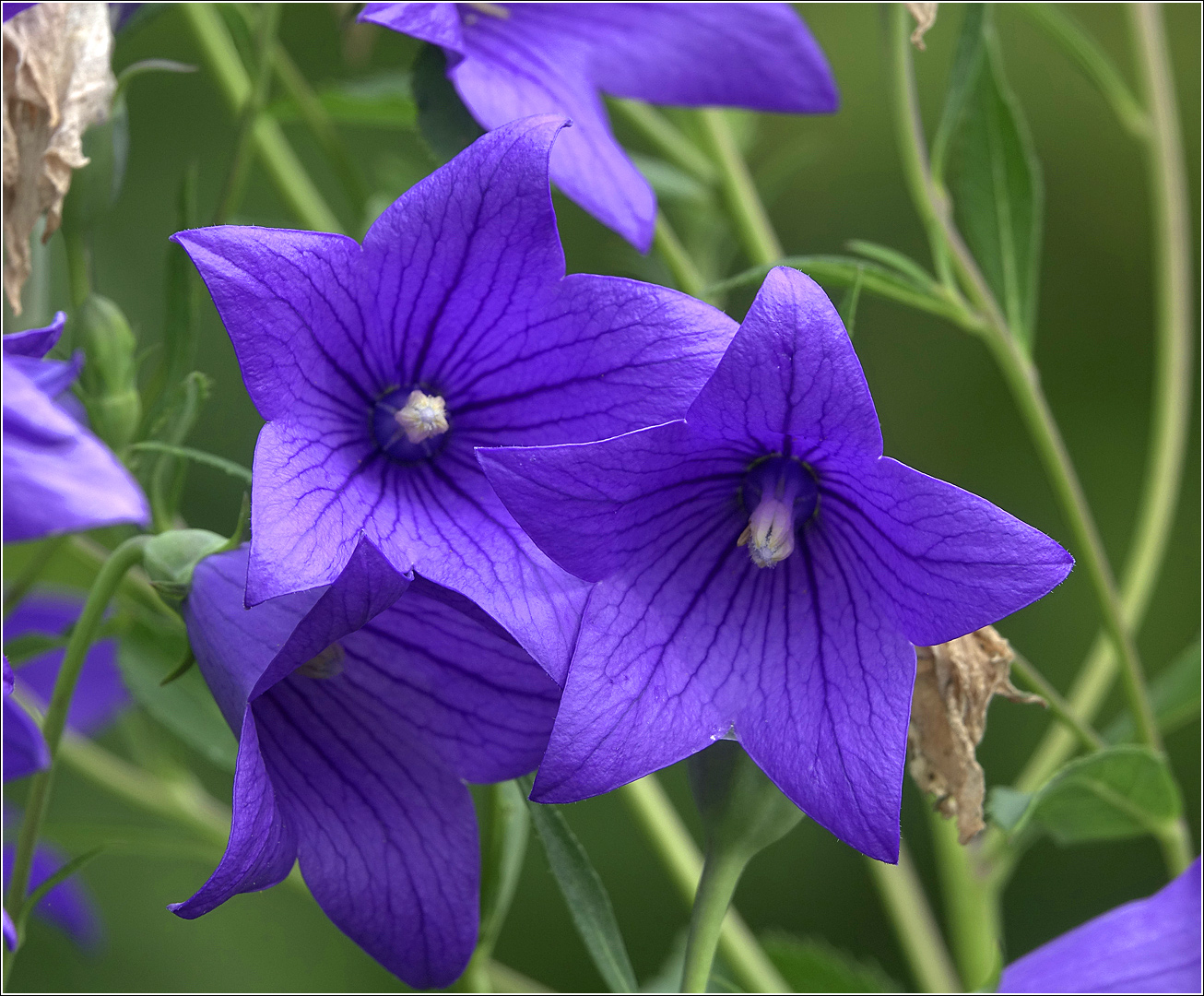 Image of Platycodon grandiflorus specimen.