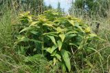 Gentiana cruciata. Плодоносящее растение. Псковская обл., Псковский р-н, окр. дер. Филатова Гора; дол. р. Великая, высокая дорожная насыпь, суходольный разнотравно-злаковый луг. 29.07.2021.