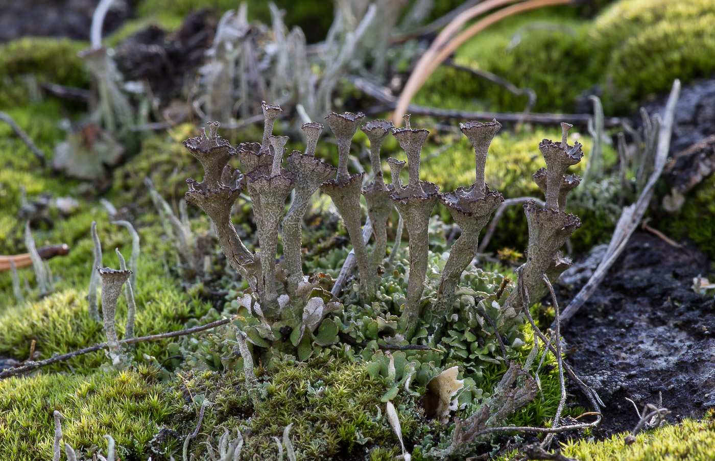 Изображение особи род Cladonia.