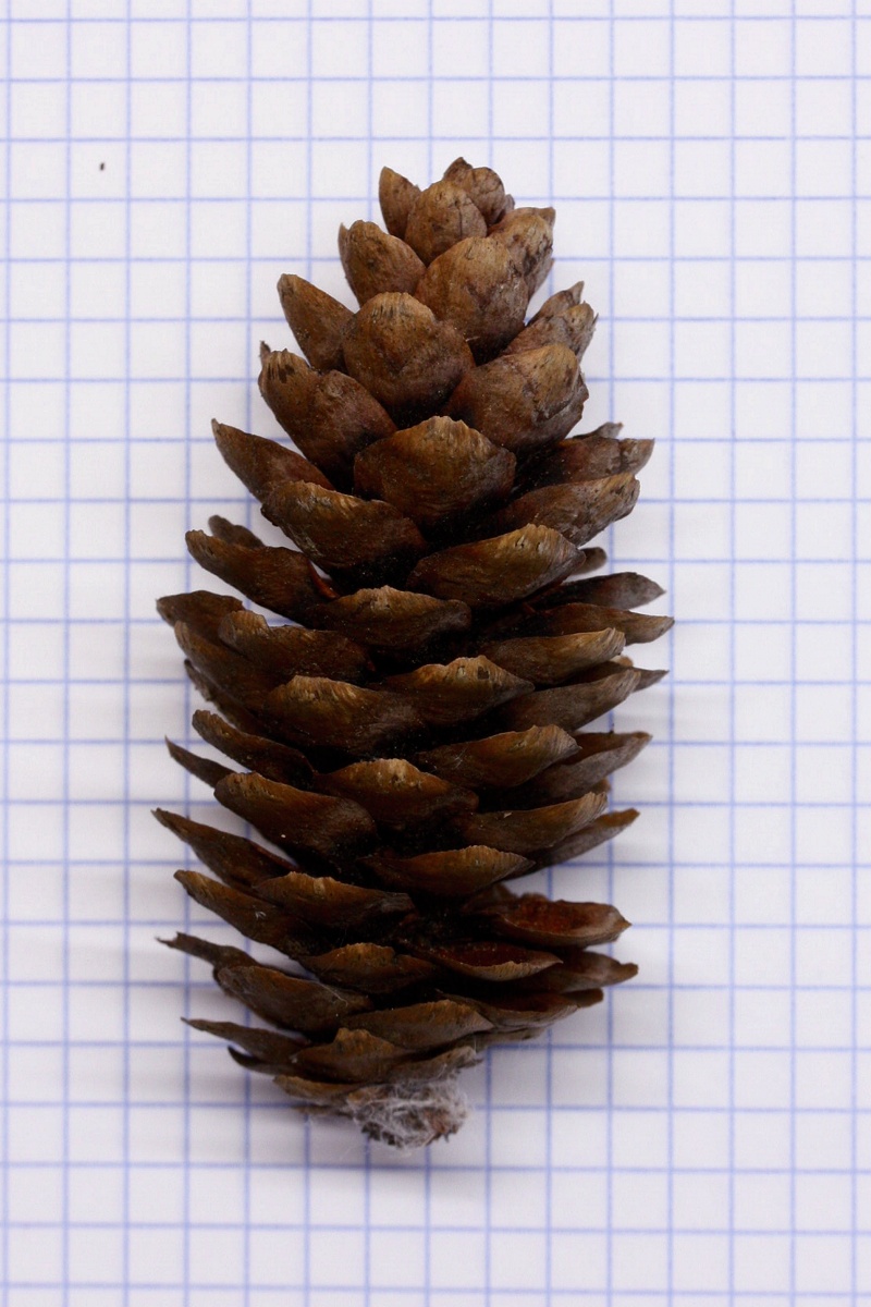 Image of Picea × fennica specimen.