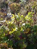 Hydrangea petiolaris