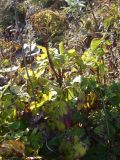 Hydrangea petiolaris. Плодоносящее растение. Сахалинская обл., о. Кунашир, пгт Южно-Курильск, сопка Длинная. 22.10.2010.