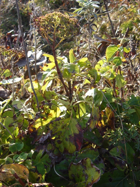 Image of Hydrangea petiolaris specimen.