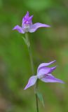 Cephalanthera rubra. Верхушка цветущего растения. Республика Северная Осетия-Алания, Дигорский р-н, окр. с. Кора-Урсдон, Большой Кавказ, правый берег р. Суагдон, ≈ 1170 м н.у.м., буковый лес. 29.06.2021.