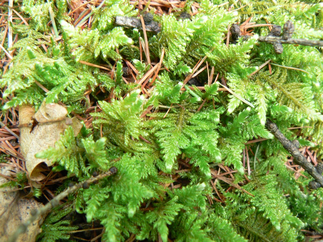 Image of Ptilium crista-castrensis specimen.