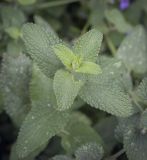 род Nepeta