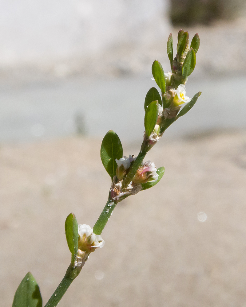 Изображение особи род Polygonum.