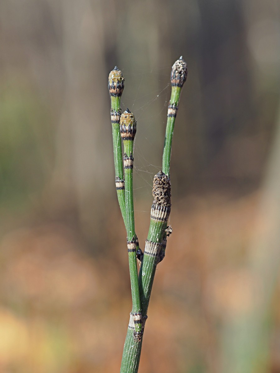 Изображение особи Equisetum hyemale.