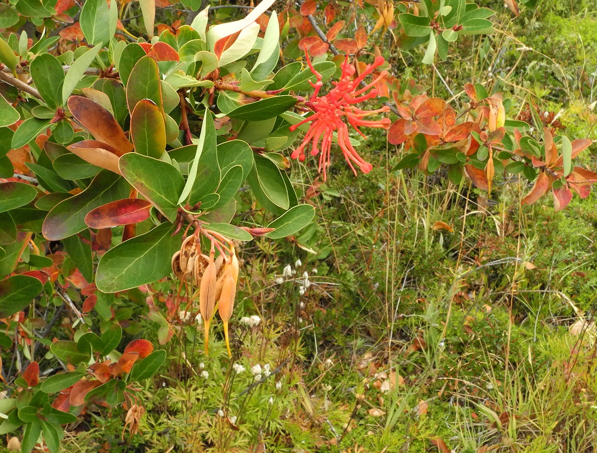 Image of Embothrium coccineum specimen.