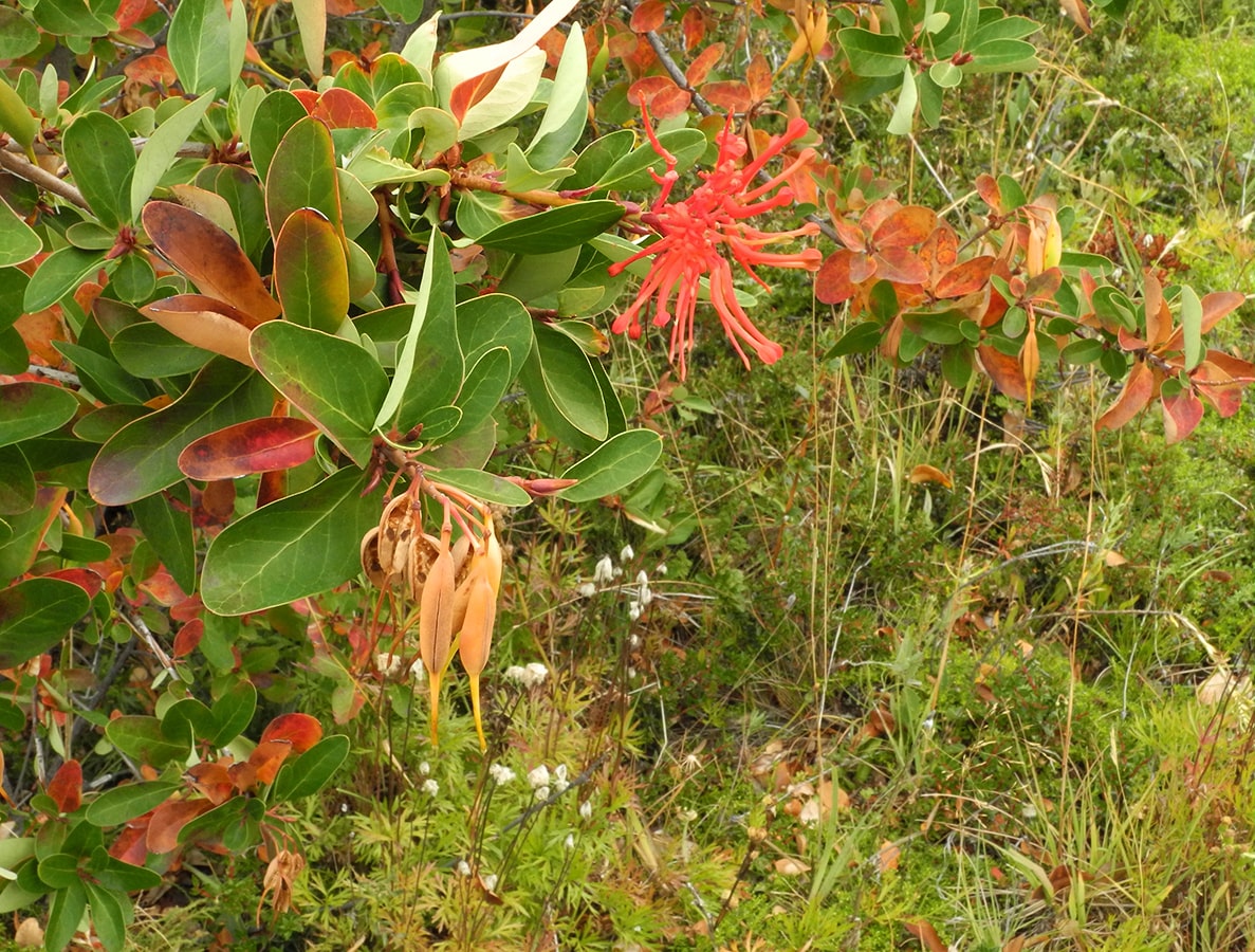 Изображение особи Embothrium coccineum.