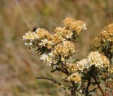 Spiraea alpina. Соцветие с мухой. Республика Алтай, Кош-Агачский р-н, верховья р. Калгуты. 3 августа 2020 г.