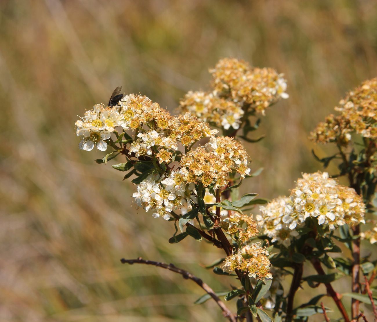 Image of Spiraea alpina specimen.