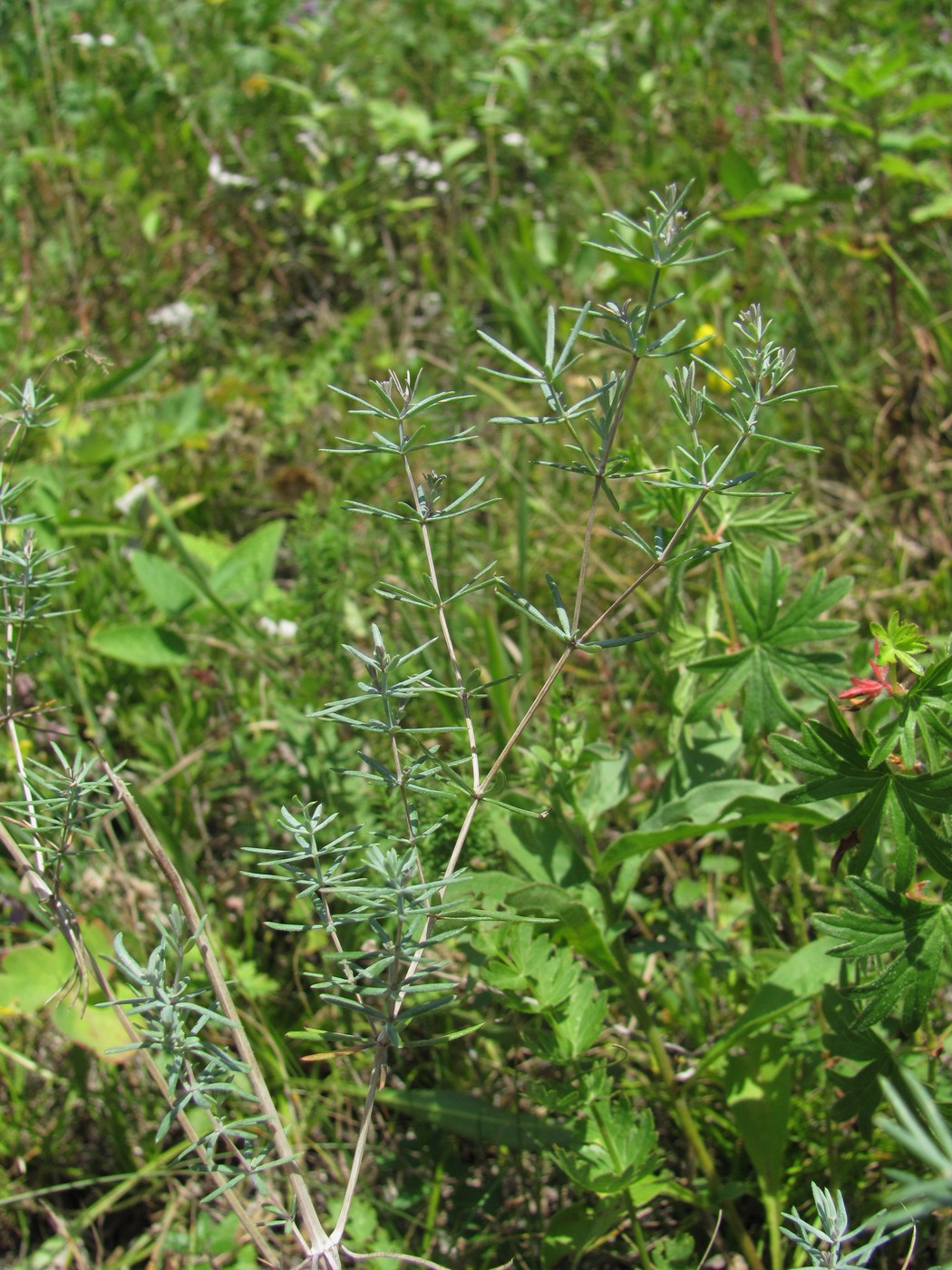 Изображение особи Galium biebersteinii.