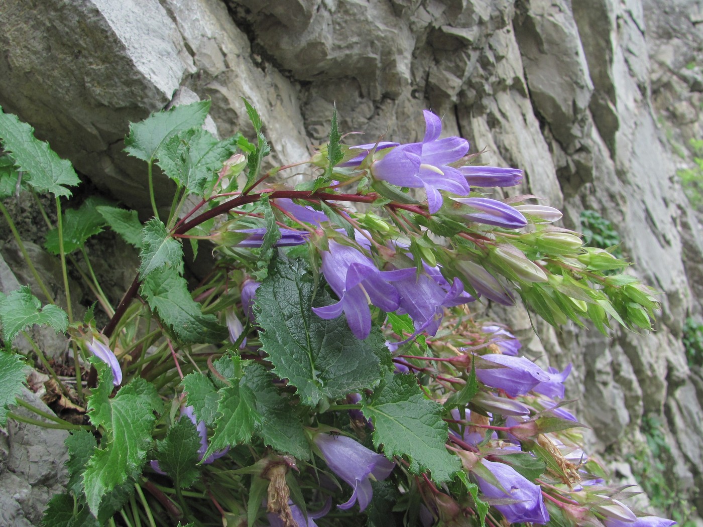 Изображение особи Campanula ossetica.