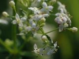 Galium album