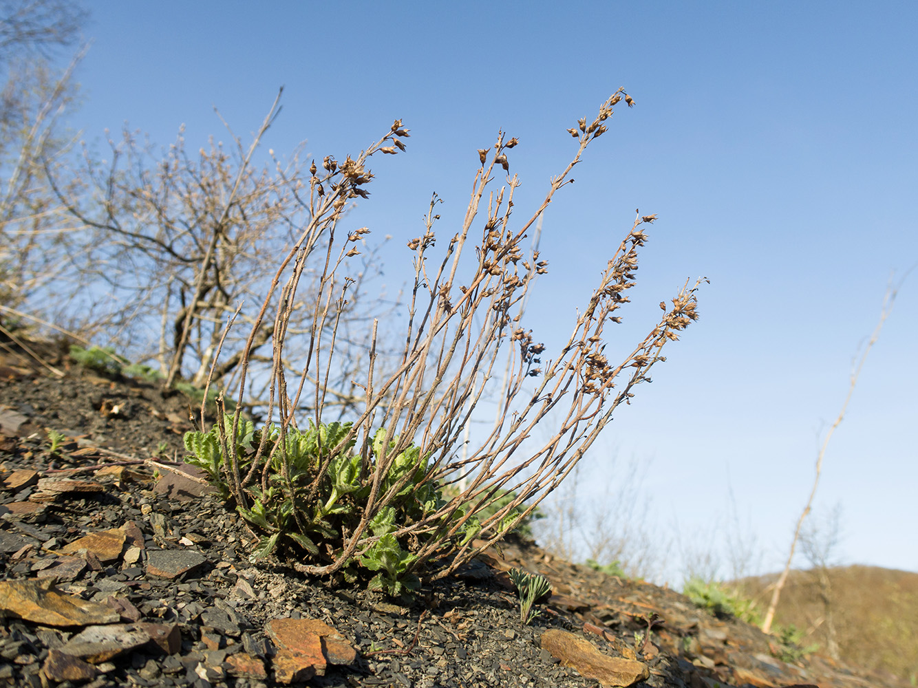 Image of Teucrium chamaedrys specimen.