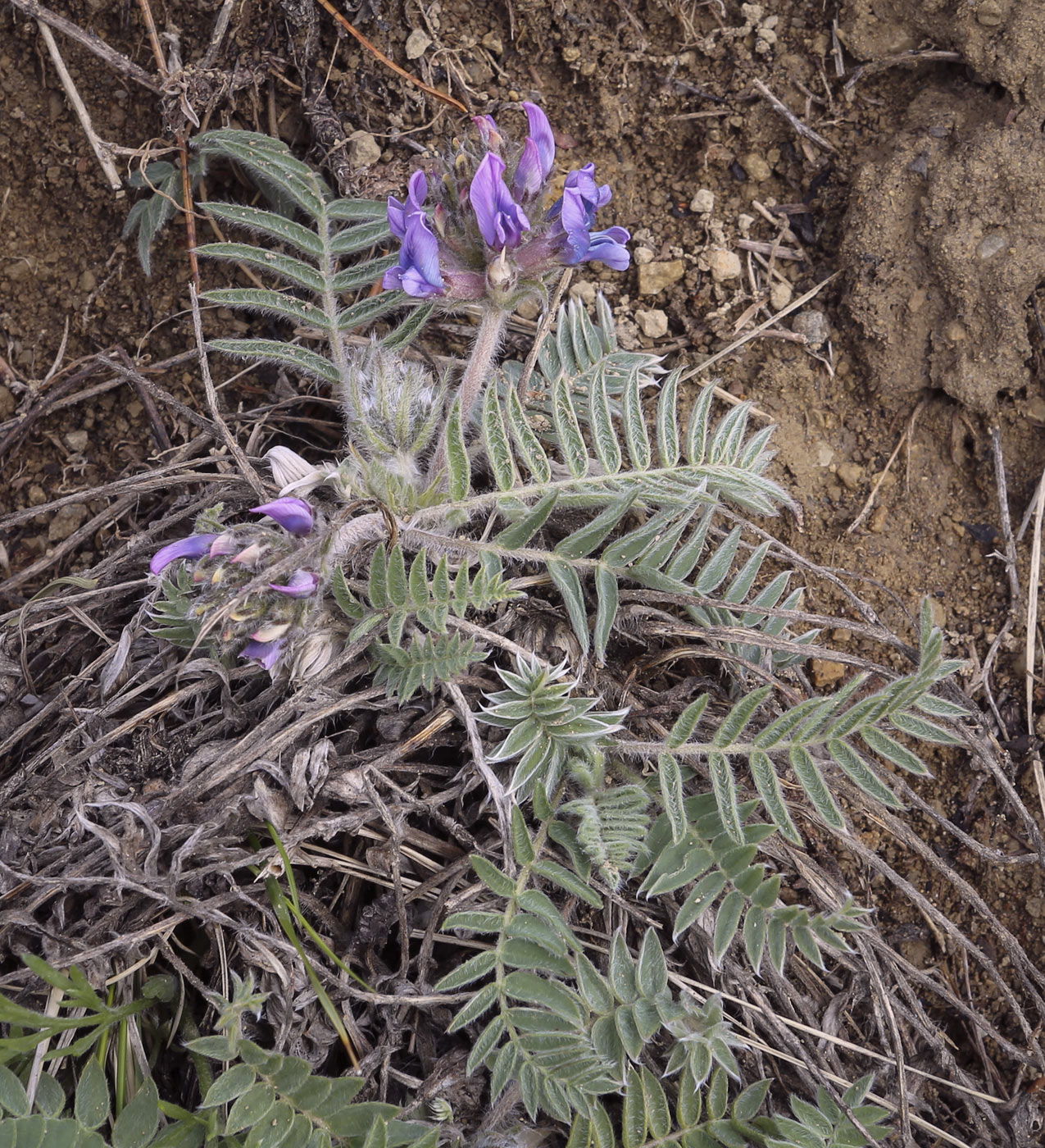 Изображение особи Oxytropis kungurensis.