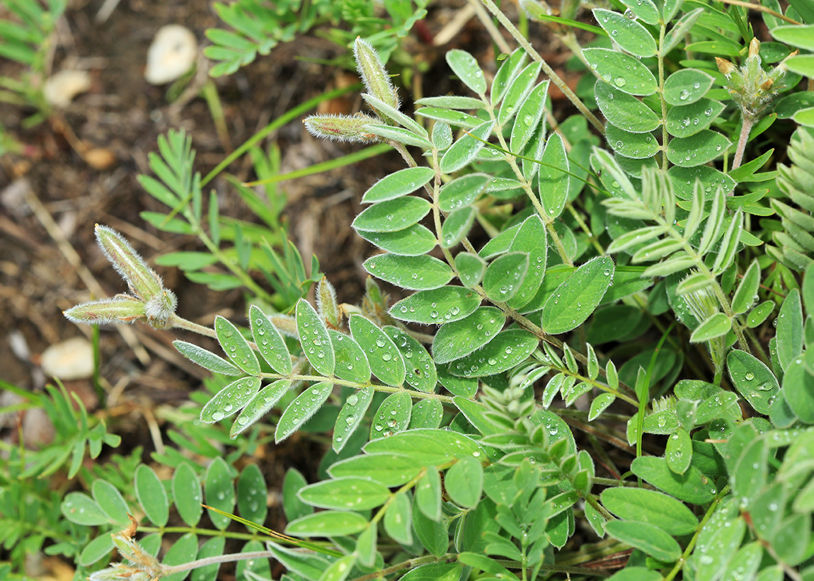 Image of Gueldenstaedtia verna specimen.