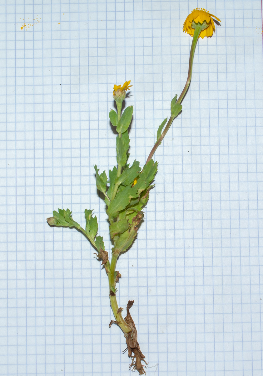 Image of genus Glebionis specimen.