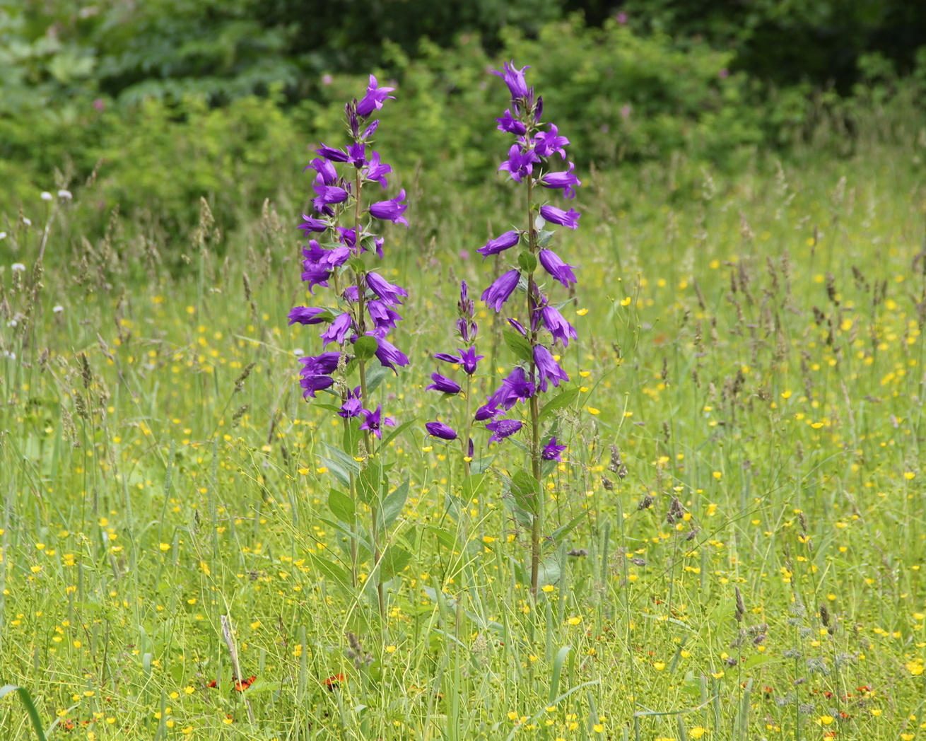 Image of Campanula latifolia specimen.