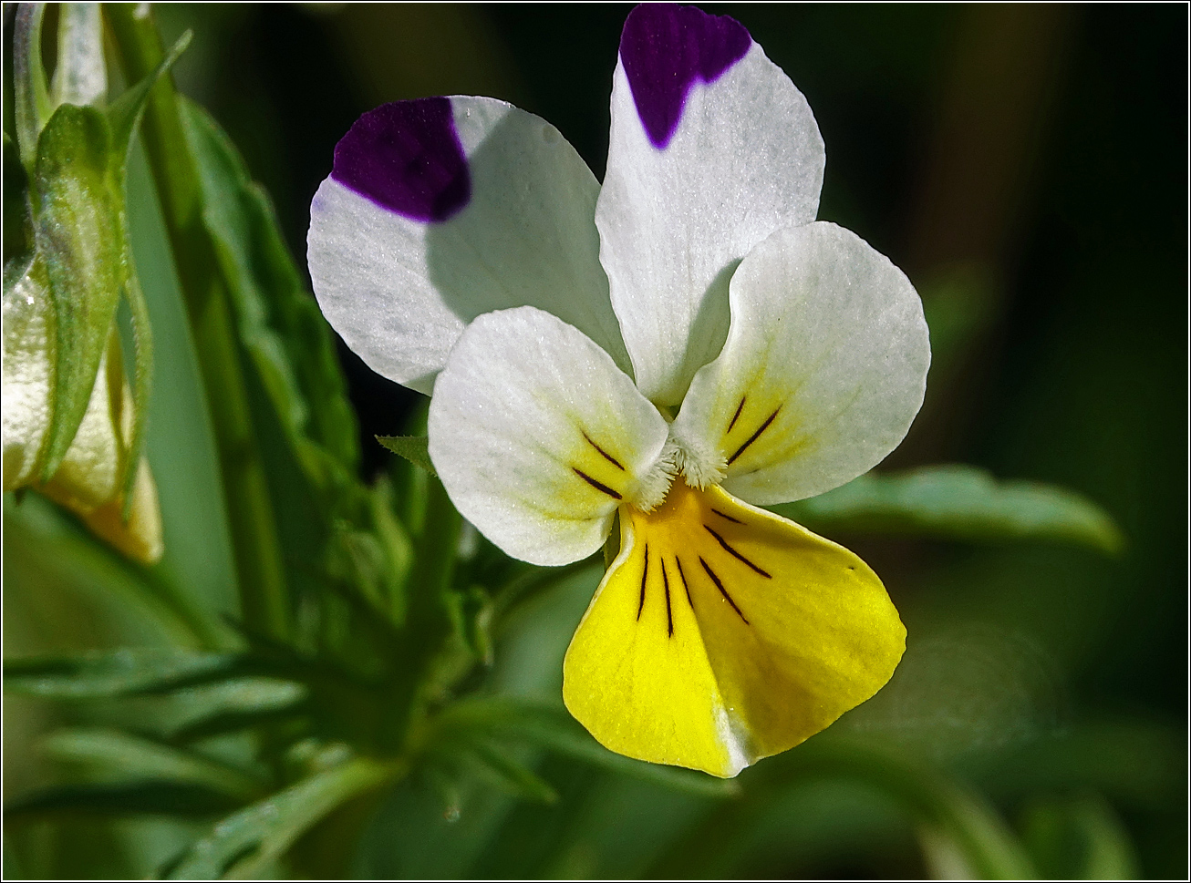 Image of Viola wittrockiana specimen.