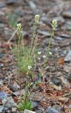 genus Draba