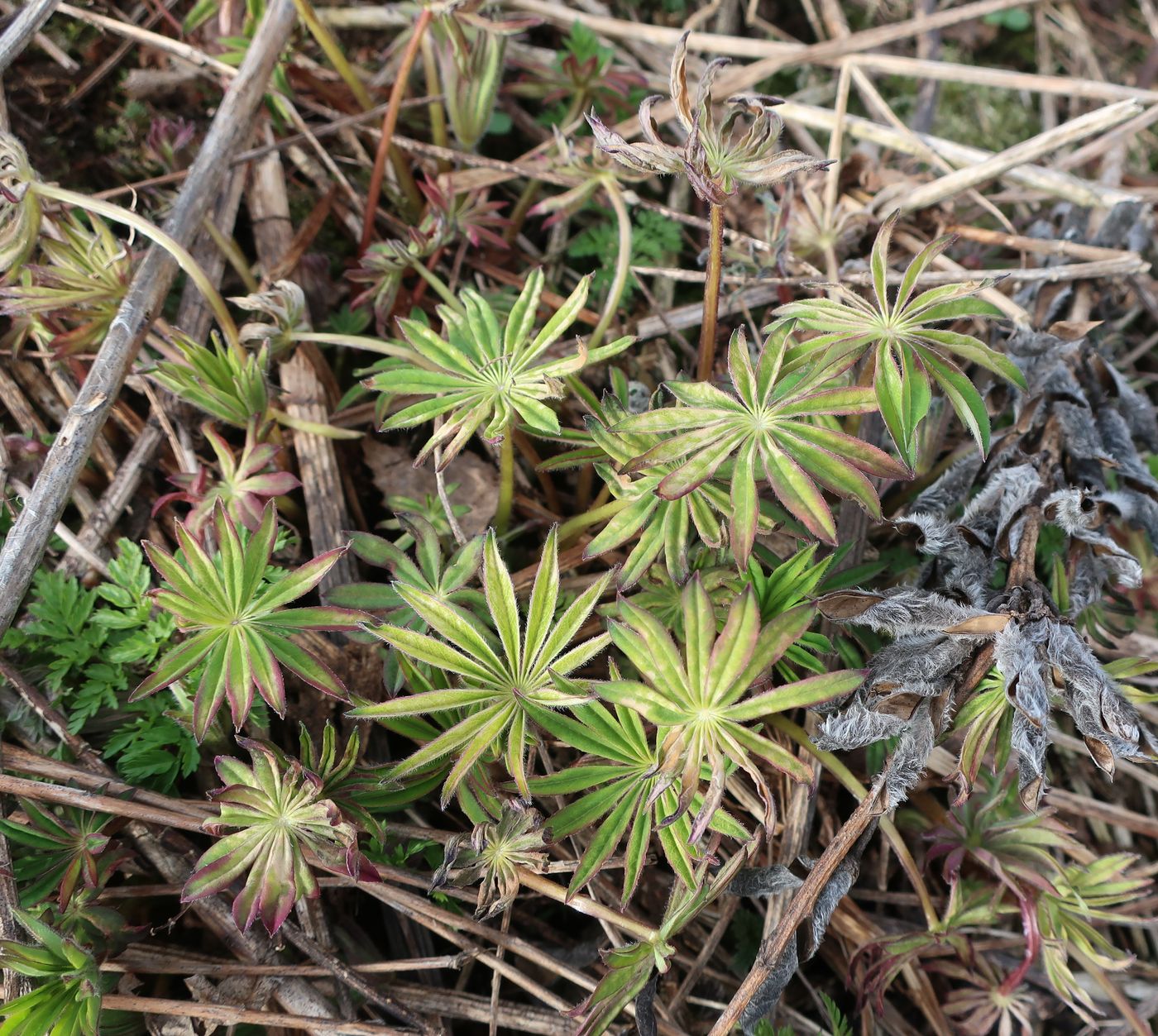 Image of Lupinus &times; regalis specimen.