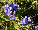 Gentiana septemfida