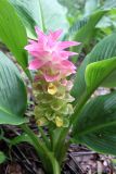 Curcuma longa