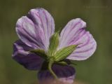 Geranium sanguineum