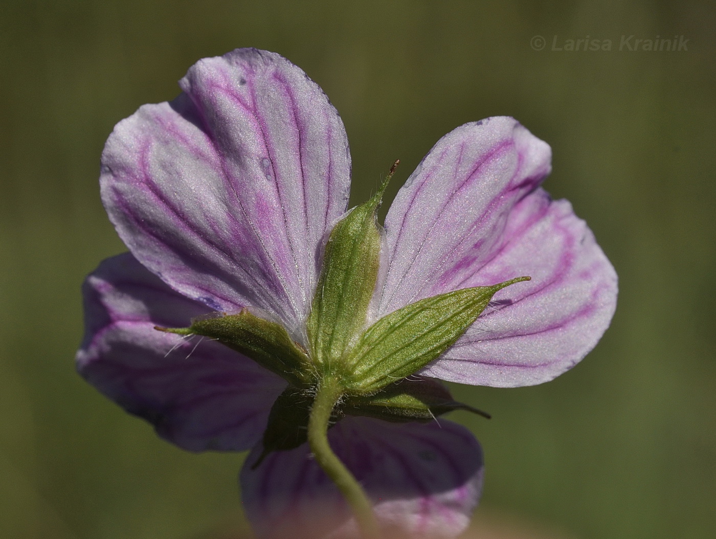 Image of Geranium sanguineum specimen.