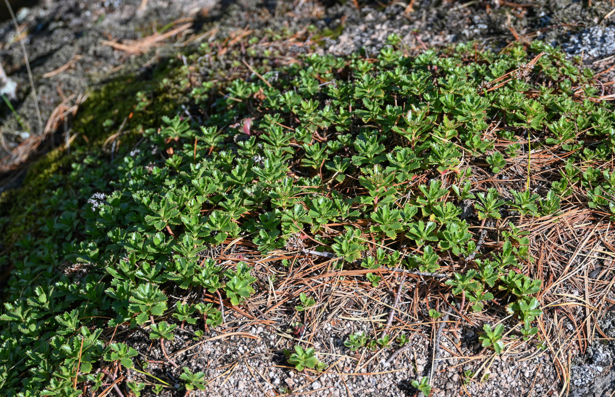 Image of Aizopsis hybrida specimen.