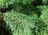 Rhus typhina form laciniata