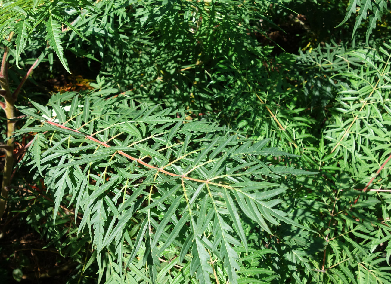 Изображение особи Rhus typhina f. laciniata.