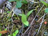 Cypripedium calceolus. Молодые растения. Красноярский край, Эвенкийский р-н, Государственный природный заповедник \"Тунгусский\", лиственичный лес. 25.06.2012.