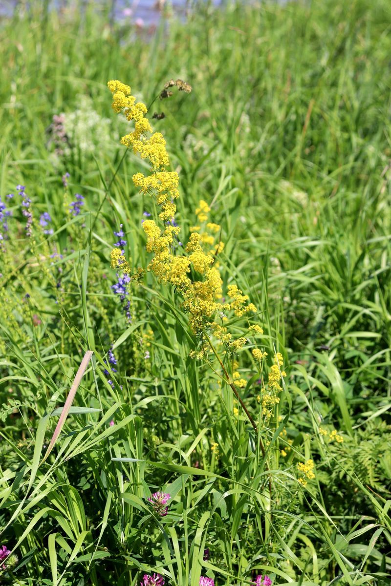 Изображение особи Galium verum.