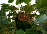 Tetrapanax papyrifer