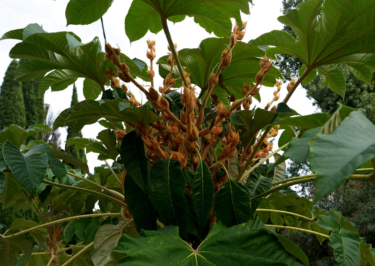 Image of Tetrapanax papyrifer specimen.