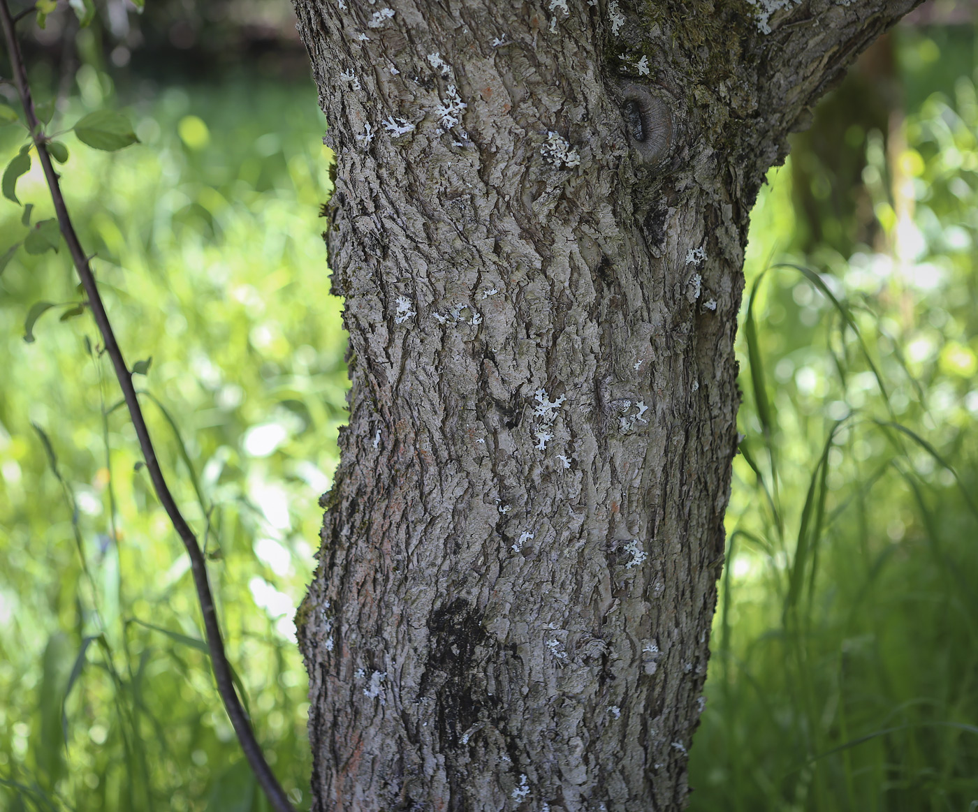 Image of Malus niedzwetzkyana specimen.