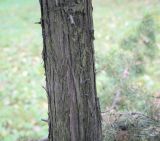 Juniperus rigida. Часть свола. Москва, ГБС РАН, дендрарий. 15.09.2022.
