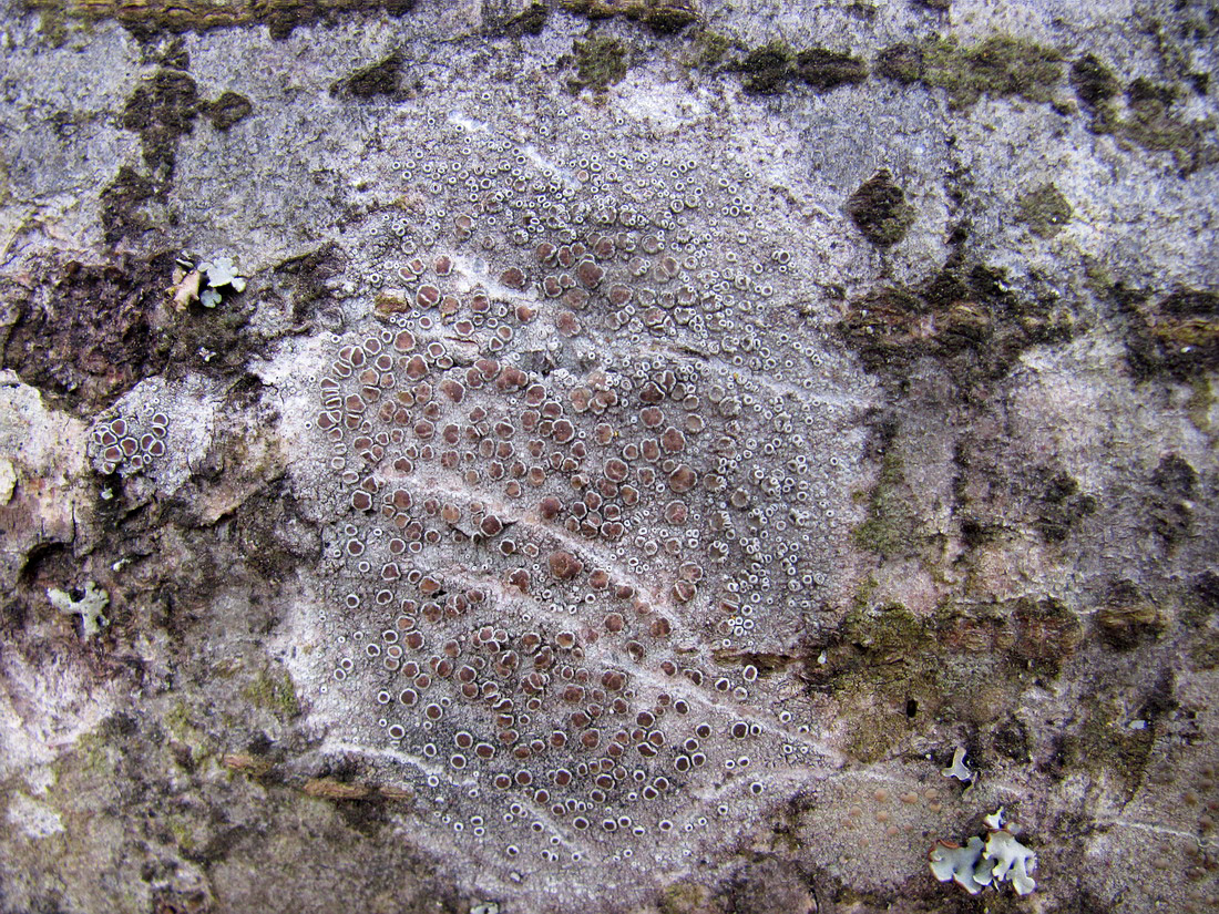 Image of genus Lecanora specimen.