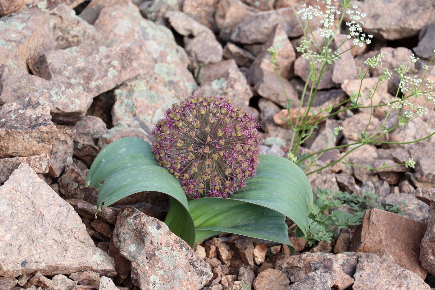 Image of Allium karataviense ssp. henrikii specimen.