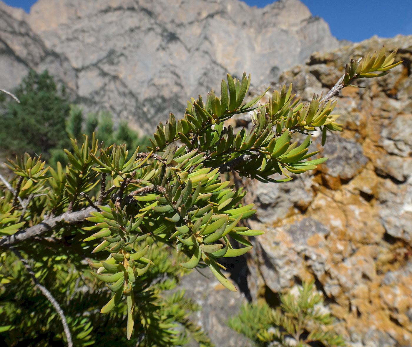 Image of Taxus baccata specimen.