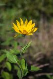 Helianthus tuberosus. Верхушка цветущего растения. Санкт-Петербург, Петергоф, придомовая территория. 19.09.2021.