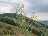 Linaria genistifolia