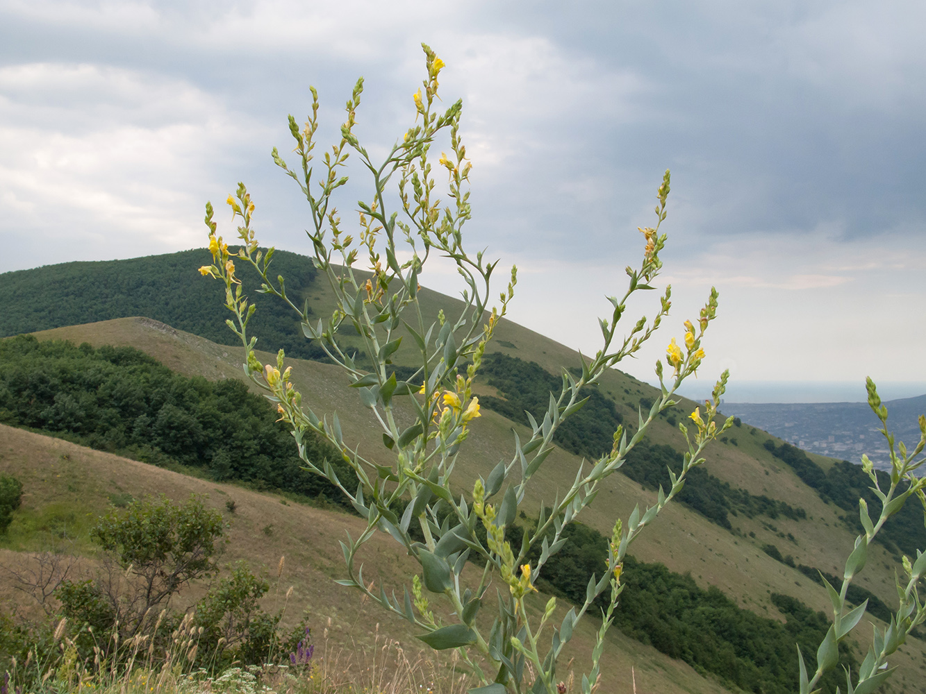 Изображение особи Linaria genistifolia.